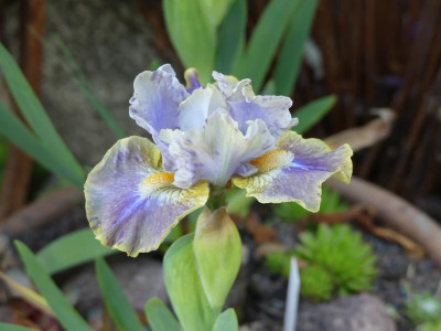 2023-05-13 Iris 'Aux Quatre Vents' 1.jpg