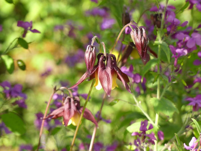 2023-05-13 Aquilegia oxysepala 1.jpg