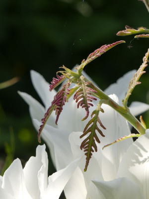 2023-05-13 Iris dentata 'Pinnatifida' 2.jpg