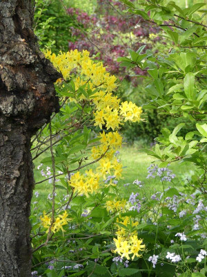 2023-05-13 Rhododendron luteum.jpg