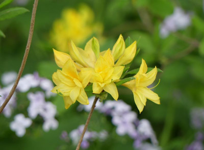 2023-05-13 Rhododendron luteum 'Narcissiflora'.jpg