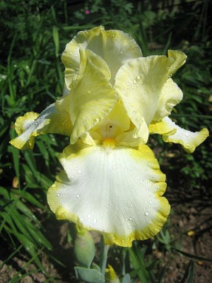 Iris_barb._elat._Eastertime_98511.jpg