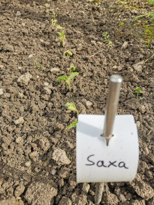 Saxa 20230514.jpeg