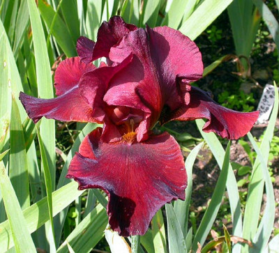 Iris_Warrior_King_2.6.08.jpg