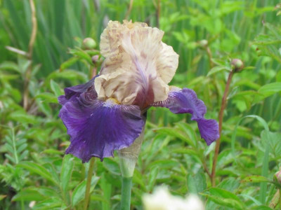 TB Boysenberry Buttercup.JPG