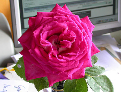 Rose_nicht_Gaujard_offen_2.6.08.jpg