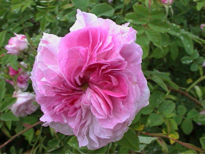 Kopie_von_Blush_Damask.jpg