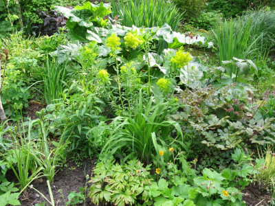 Teichbeet 2 240523.JPG