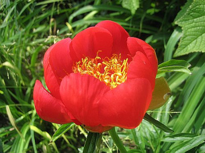 Paeonia_peregrina_98441.jpg
