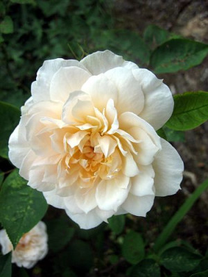 Rose_Bredon_98631.jpg