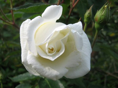 Rose_Prosperity_98621.jpg