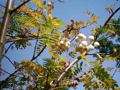 77Sorbus_cashmiriana.jpg