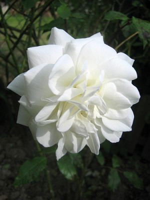 Rose_Schneewitchen_98661.jpg