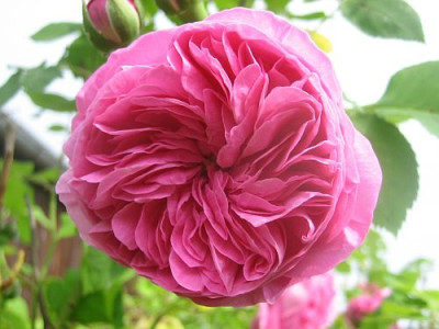 Rose_Louise_Odier_98671.jpg