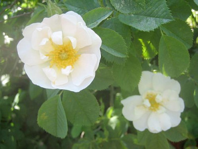 Rose_Sappho_98531.jpg