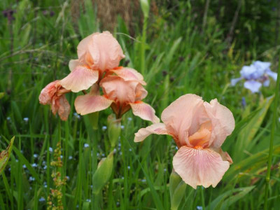 Flourish 1972 Bee Warburton P5140016.JPG