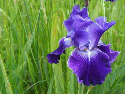 Daughter of Stars 2002 Donald Spoon P5140018.JPG