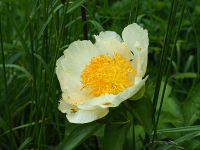 Roy Pehrson's Best Yellow 1982 Roy Pehrson P5140031.JPG