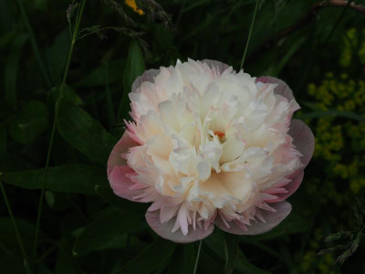 Paeonia officinalis 'Alba Plena' P5140026.JPG
