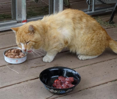 garfield05.jpg