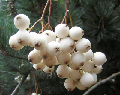 77Sorbus_cashmiriana_FR.jpg