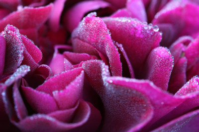 Rose-mit-Tautropfen.jpg