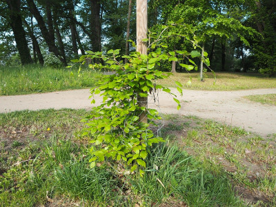 Süntel 15.5.23 ue.JPG
