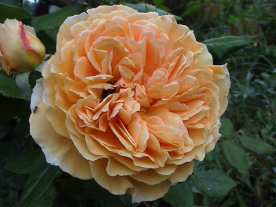 Kopie_von_Crown_Princess_Margareta.jpg