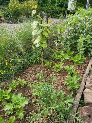 Cima di rapa 20230514.jpeg