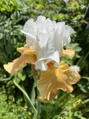 IMG_0348.jpeg