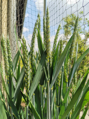 Weizen Blüte 20230515.jpeg