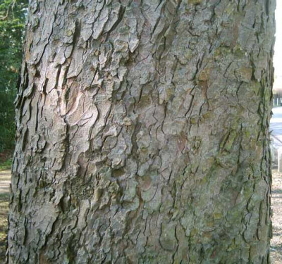 Aesculus_hippo_B.jpg