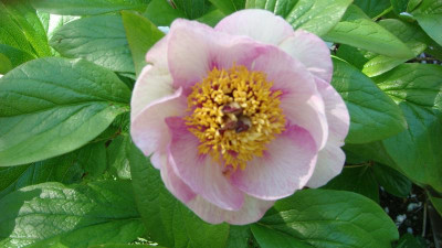 Garten Hybride 23.JPG