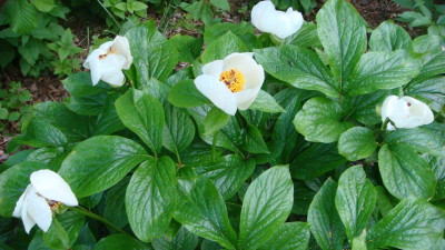 P. wittmanniana 23.JPG
