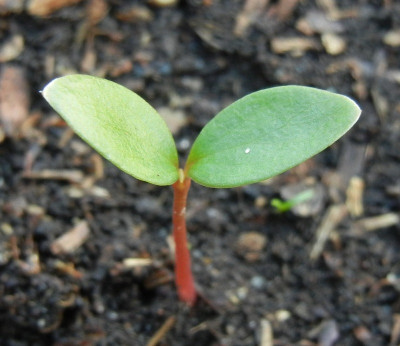 Liriodendron chinense Keimling seedling (chinesischer Tulpenbaum).JPG