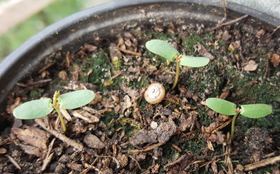 13.05. Prosopis pubescens Keimling seedling.jpg