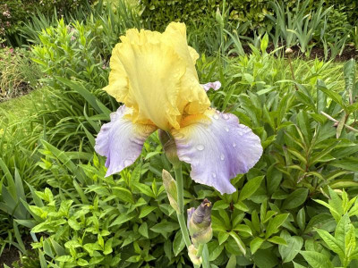 IMG_6085.jpeg