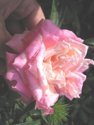 maman_cochet_clg_1-6-08_Small.JPG