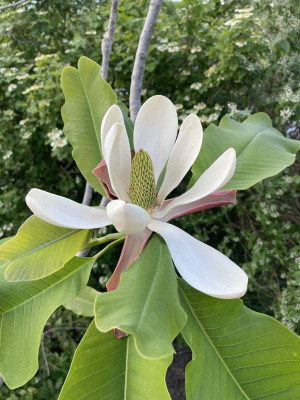 Magnolia officinalis biloba Mai 2023.jpg