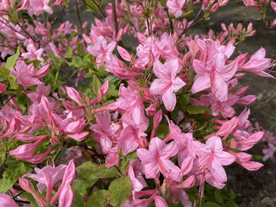 Azalea Rhododendron prinophyllum Mai 2023.jpg