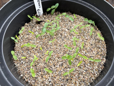 Cornus wilsoniana Germination May 2023.jpg