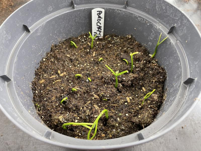 Podocarpus macrophyllus Germination Mai 2023.jpg