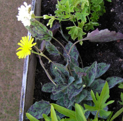 Hieracium_maculatum_leopard1_kl.jpg