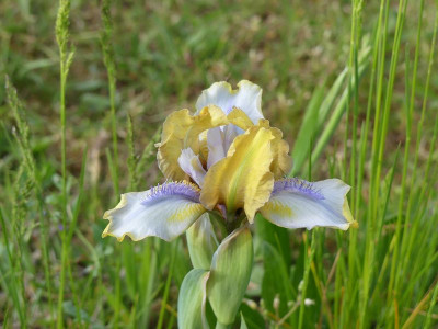 2023-05-15 Iris 'Hasta Pronto' 1.jpg