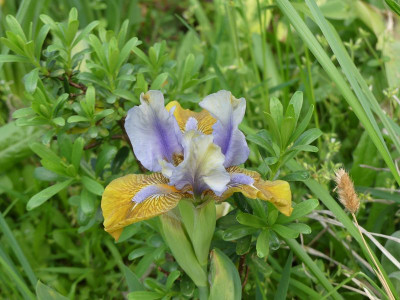 2023-05-15 Iris 1.jpg
