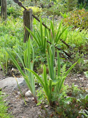 2023-05-15 Iris AB 'Heimdall'.jpg