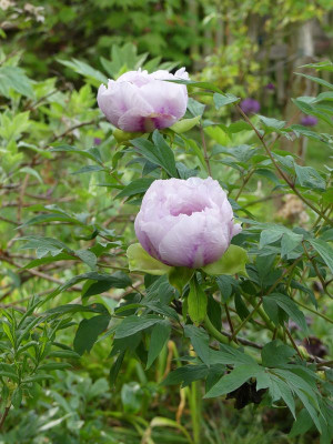 2023-05-15 Paeonia suffruticosa 2.jpg
