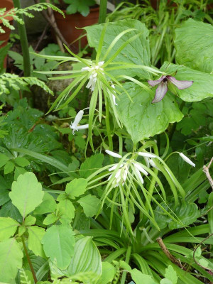 2023-05-15 Hyacinthoides 'White Bracteate'.jpg