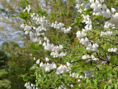 2023-05-15 Halesia carolina 2.jpg