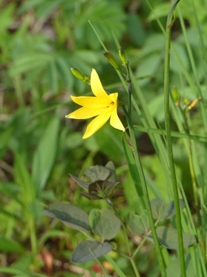 2023-05-15 Hemerocallis.jpg